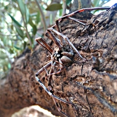 Eusparassus