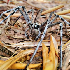 Eusparassus