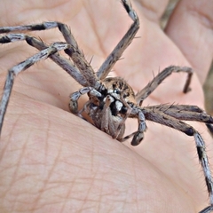 Eusparassus