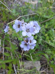 Phacelia bolanderi