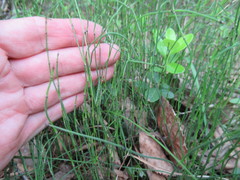 Equisetum scirpoides image