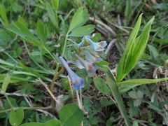 Corydalis ambigua