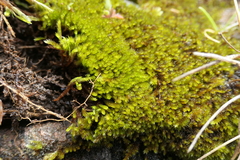 Hypnum resupinatum