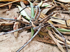 Eusparassus