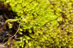Hypnum resupinatum