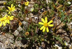 Senecio leucanthemifolius