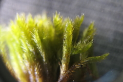 Hypnum resupinatum