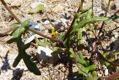 Senecio leucanthemifolius