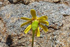 Senecio leucanthemifolius