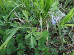 Corydalis ambigua
