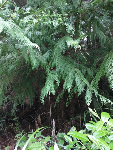 Port Orford cedar (Chamaecyparis lawsoniana)