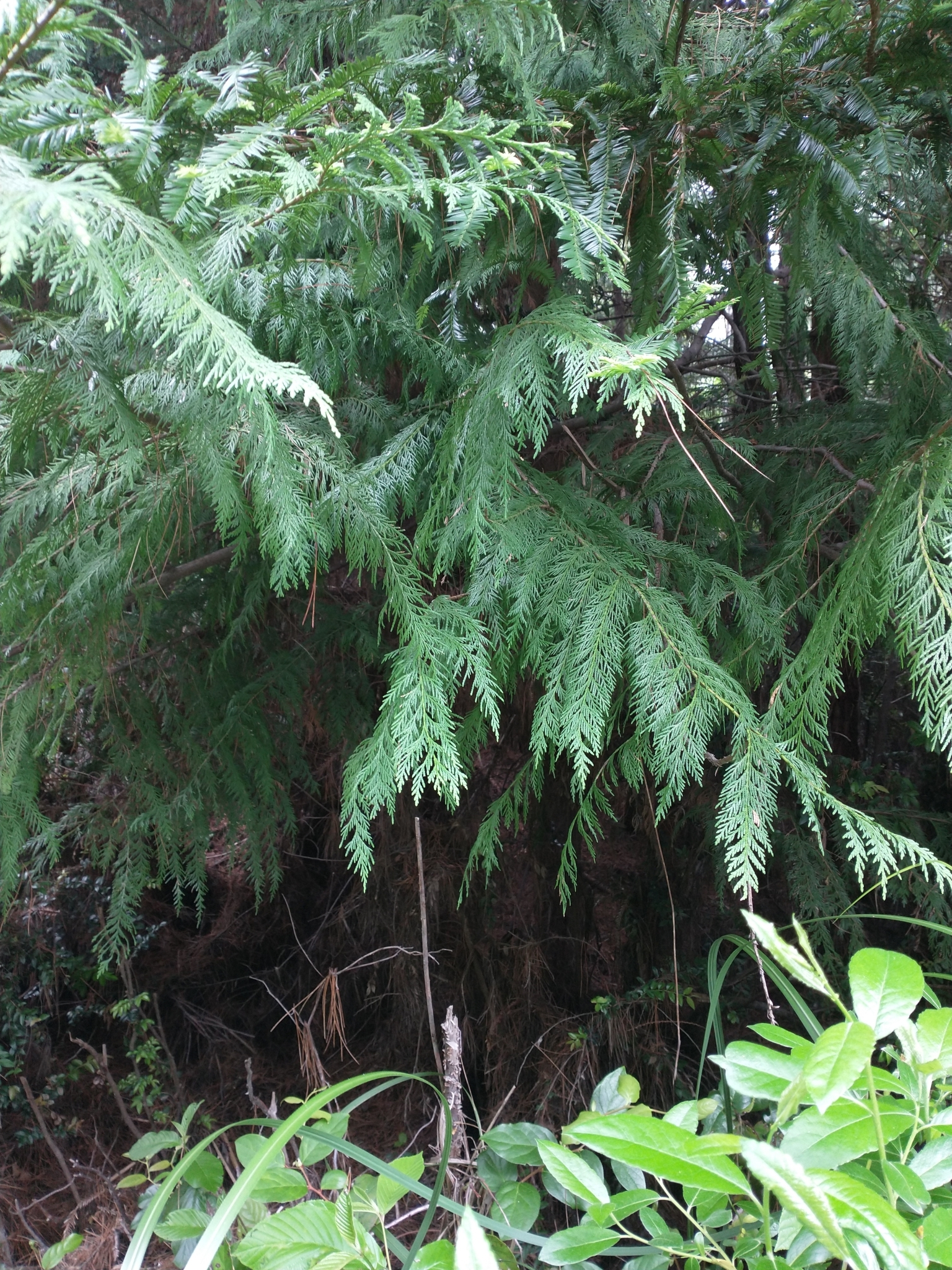 Ciprés de Lawson (Chamaecyparis lawsoniana): origen y usos — foto 1
