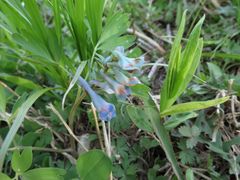 Corydalis ambigua