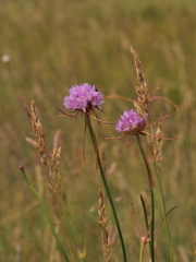 Armeria arenaria