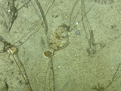 Pleuronichthys ritteri
