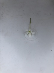 Stellaria palustris