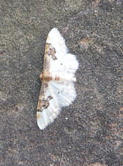 Idaea mustelata