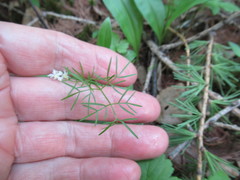 Ostericum tenuifolium