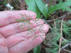Ostericum tenuifolium
