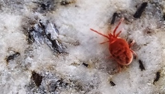 Trombidium holosericeum