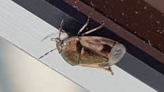 Crocistethus waltlianus