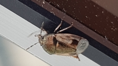 Crocistethus waltlianus