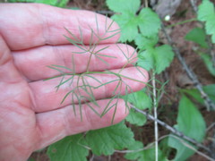 Ostericum tenuifolium
