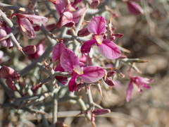 Polygala pungens