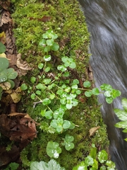 Chrysosplenium glechomifolium