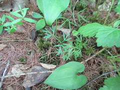 Ostericum tenuifolium