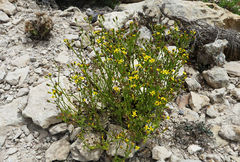 Senecio leucanthemifolius