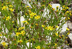 Senecio leucanthemifolius