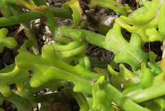 Senecio leucanthemifolius