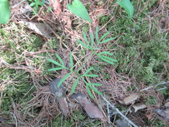 Ostericum tenuifolium