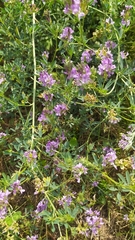 Medicago sativa