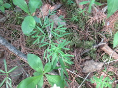 Ostericum tenuifolium