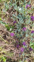 Medicago sativa