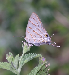 Hemiolaus caeculus