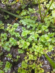 Chrysosplenium glechomifolium