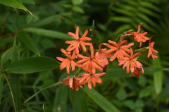 Silene fulgens