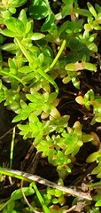 Crassula colligata