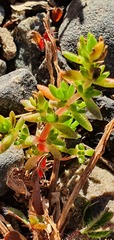 Crassula colligata