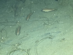 Caulolatilus princeps