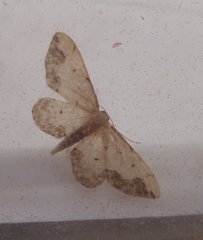 Idaea efflorata
