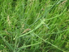 Timaspis chondrillae