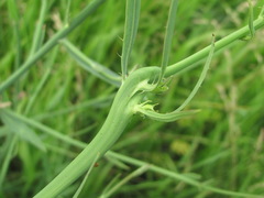Timaspis chondrillae