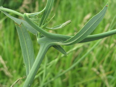 Timaspis chondrillae
