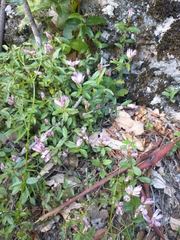 Rhinotropis californica