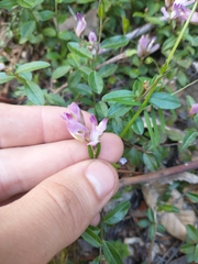 Rhinotropis californica