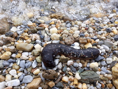 Holothuria impatiens